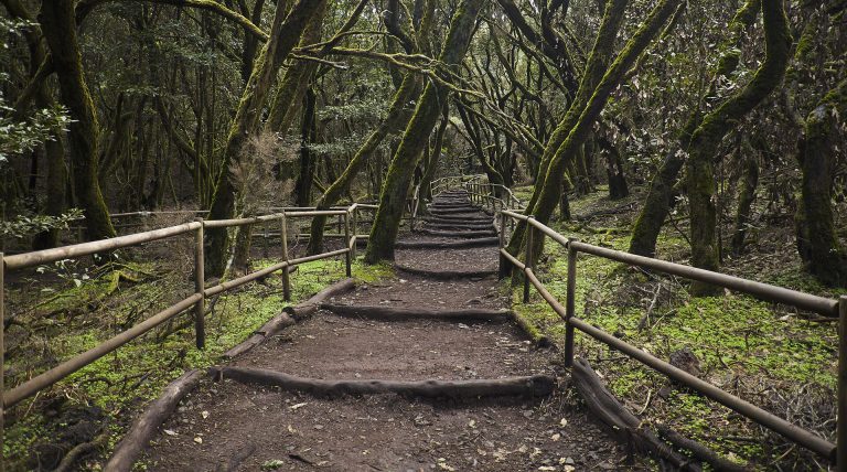 Bosque Encantado, Parque nacional de Garajonay, La Gomera, España, 2012-12-14, DD 19