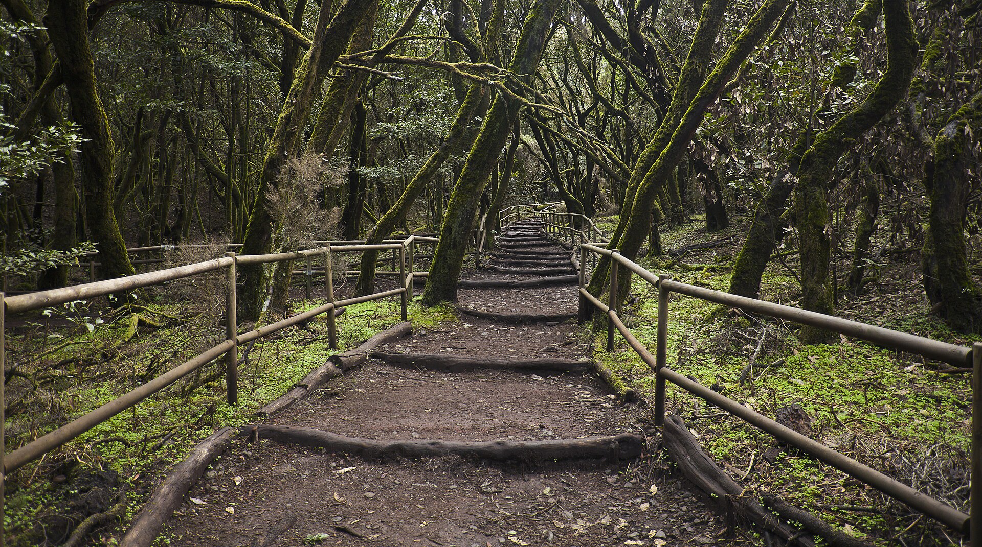 Bosque Encantado, Parque nacional de Garajonay, La Gomera, España, 2012-12-14, DD 19