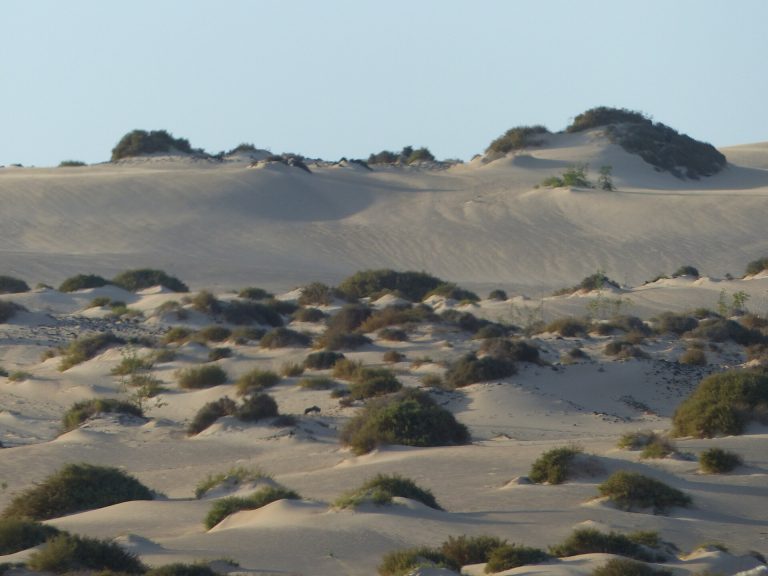 Arena, Dunas de Corralejo, Fuerteventura, España, 2015