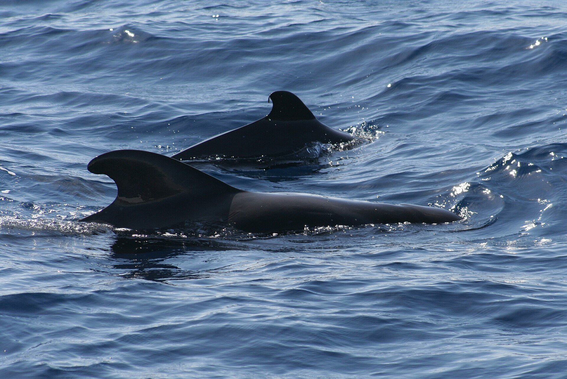 Pilot whales 5